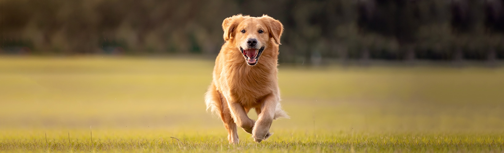 犬が走っている写真