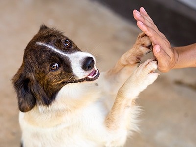 01.ヨーロッパ式トレーニングを採用